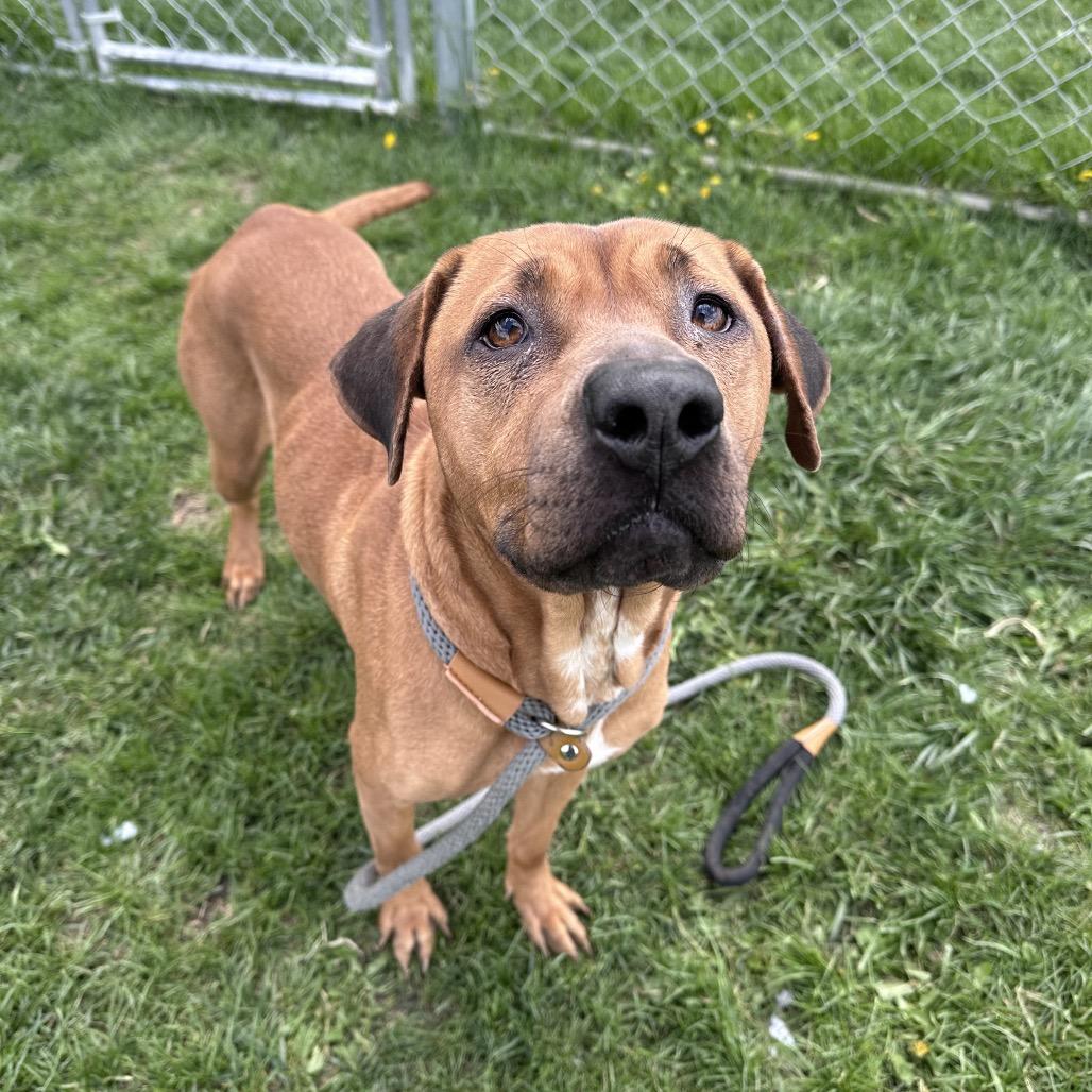 Enlarge Ruby, a Adoptable mixed breed in Canton, IL image 5/6