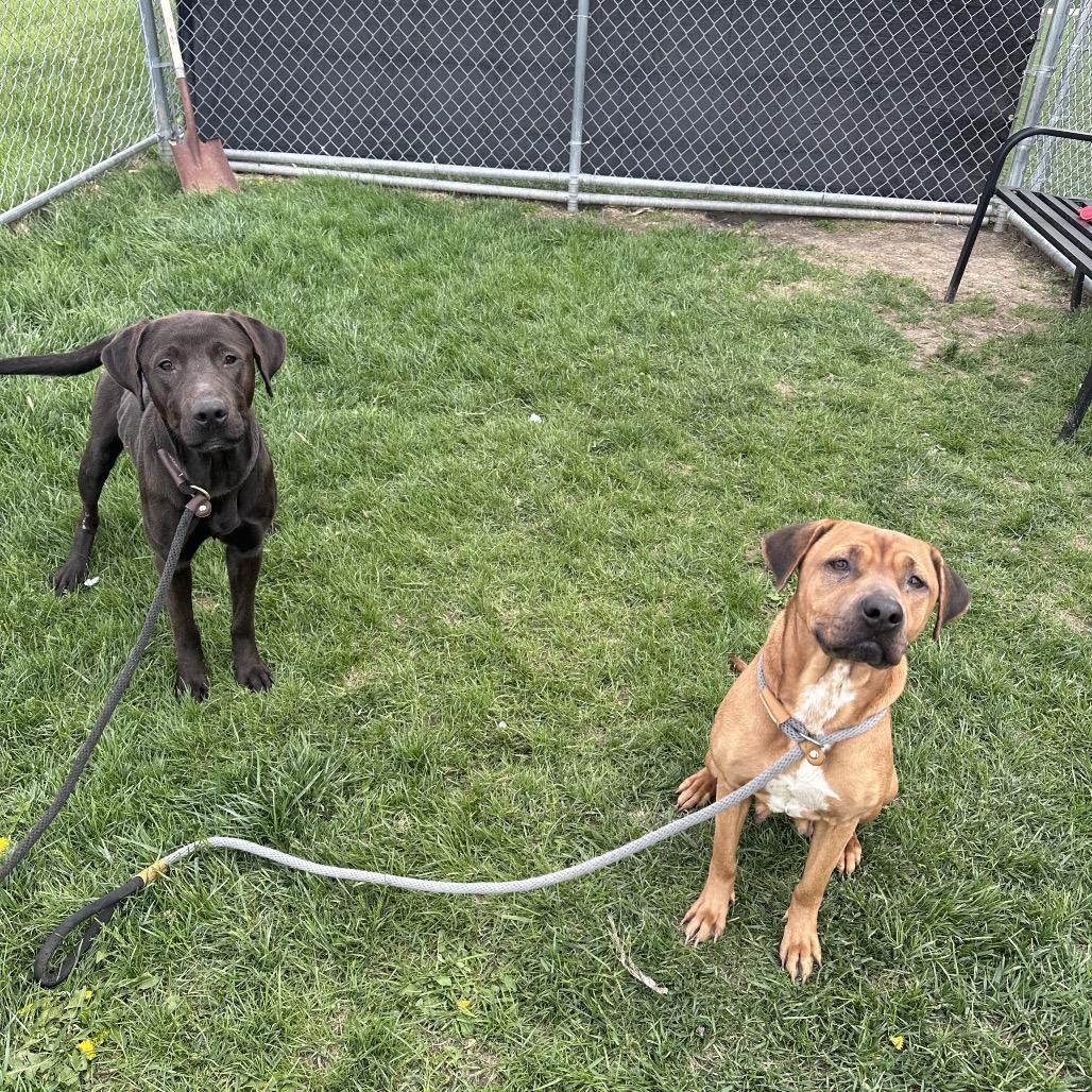 Enlarge Ruby, a Adoptable mixed breed in Canton, IL image 6/6