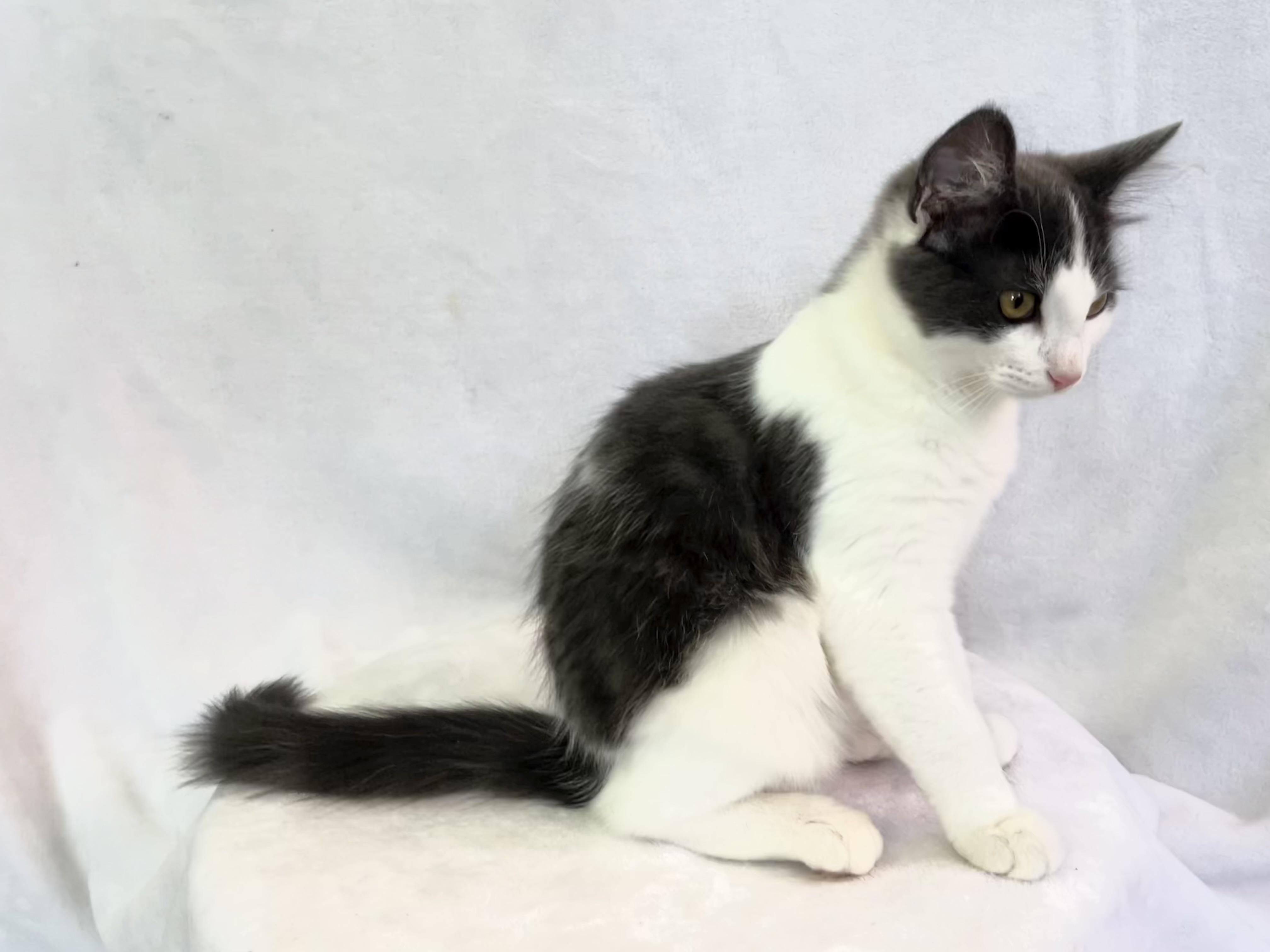Venus, adopted, Kitten Female Domestic Medium Hair.