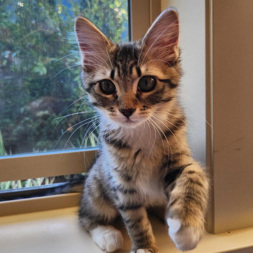 Fern, Adoptable, Kitten Female Domestic Short Hair.