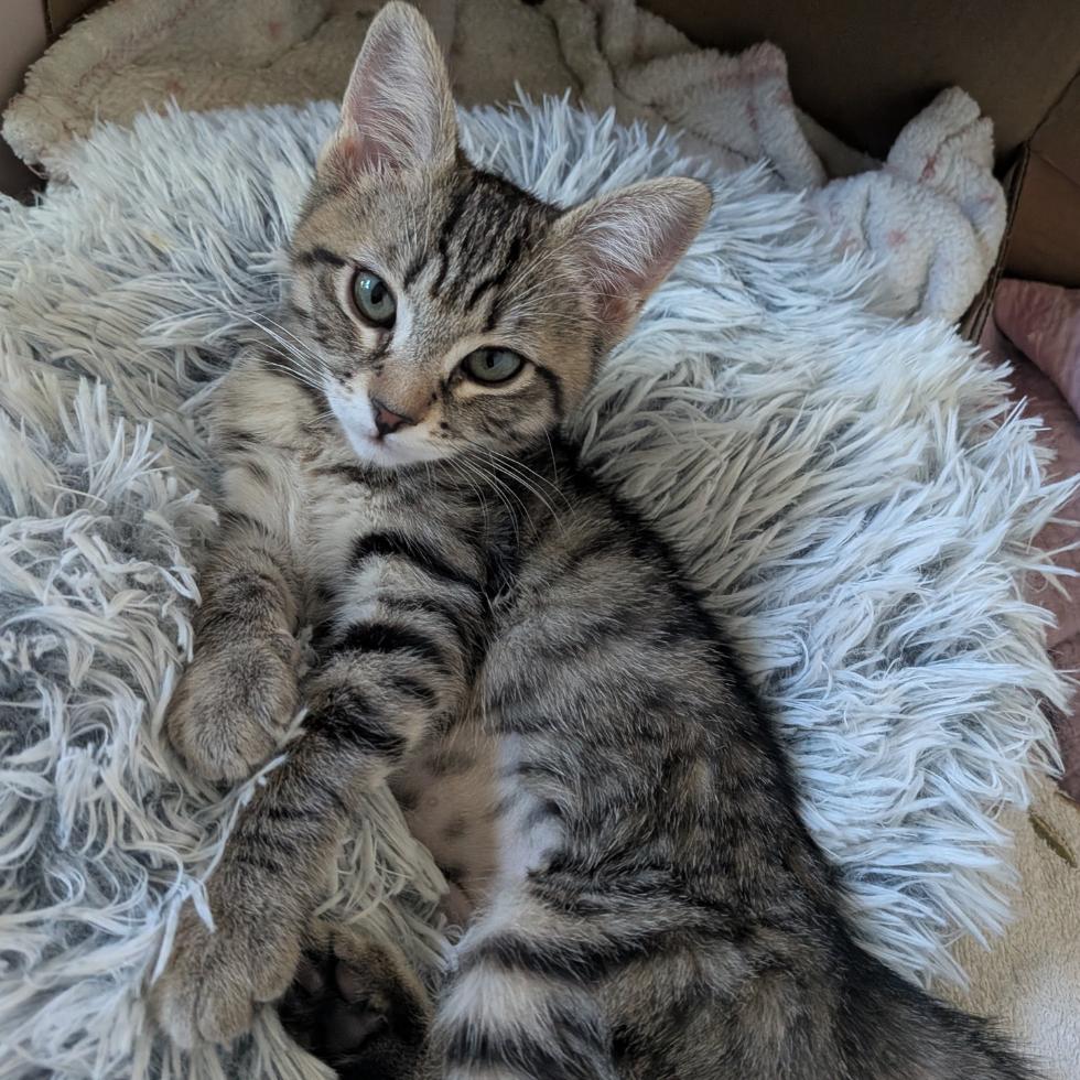 Enlarge Fern, a Adoptable Domestic Short Hair in Washougal, WA image 2/3