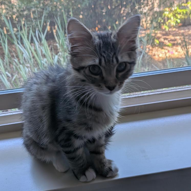Enlarge Fern, a Adoptable Domestic Short Hair in Washougal, WA image 3/3