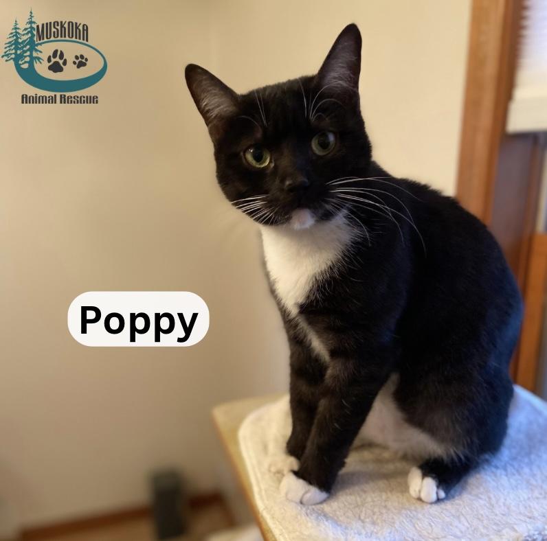 Poppy!, Adoptable, Young Female Domestic Short Hair.