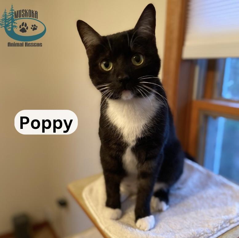 Poppy!, a Adoptable Domestic Short Hair in Huntsville, ON image 2/2