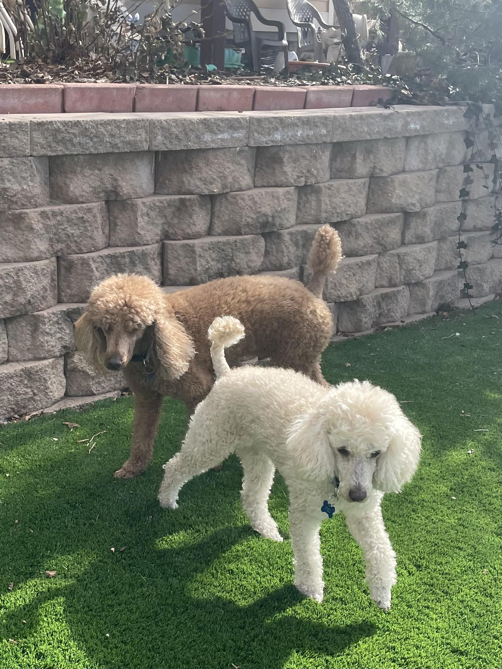 Enlarge Dalinar & Milan , a ADOPTABLE Poodle in Colorado Springs, CO image 1/1