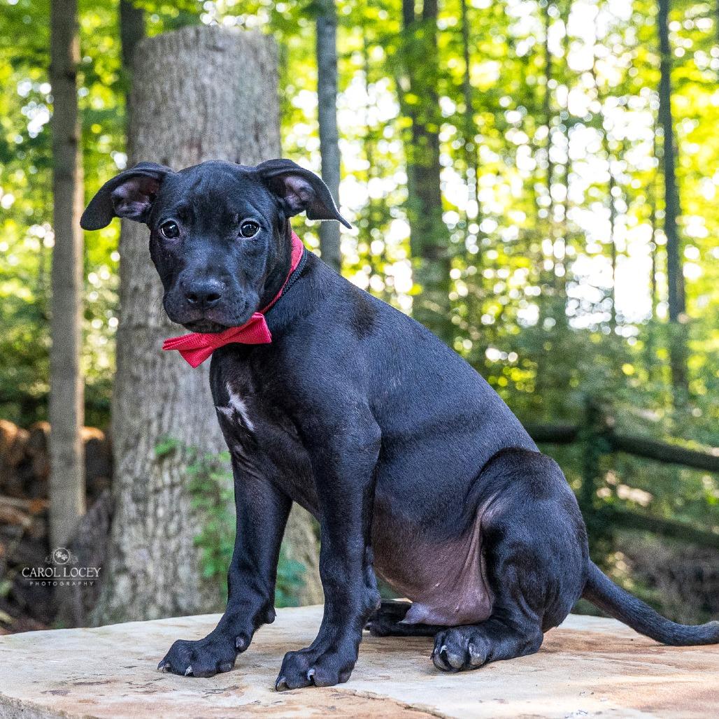 Enlarge Buzz, a Adoptable Mixed Breed in Cincinnati, OH image 1/4