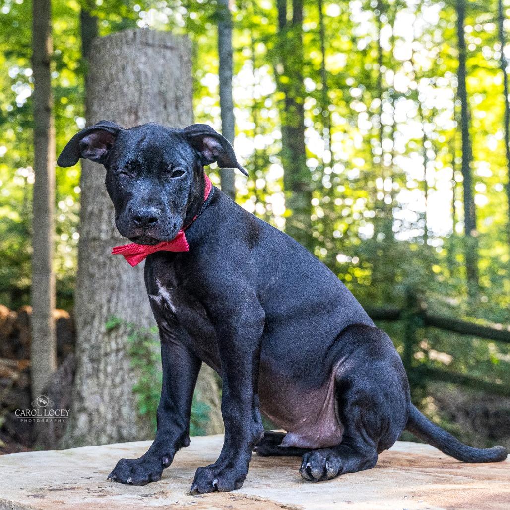 Enlarge Buzz, a Adoptable Mixed Breed in Cincinnati, OH image 2/4