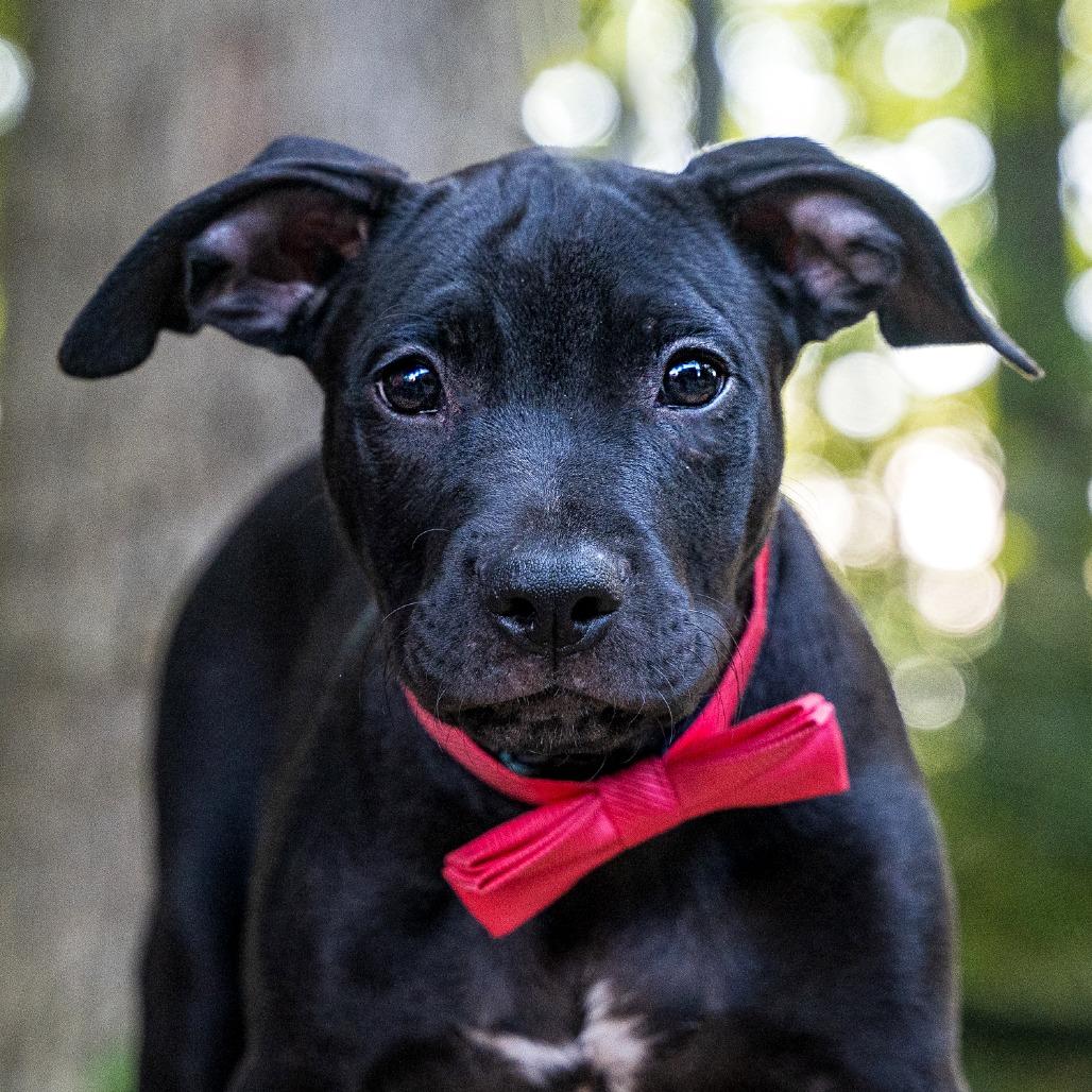 Enlarge Buzz, a Adoptable Mixed Breed in Cincinnati, OH image 3/4
