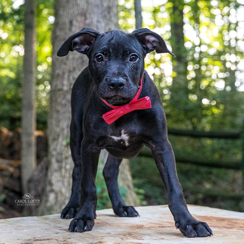 Enlarge Buzz, a Adoptable Mixed Breed in Cincinnati, OH image 4/4
