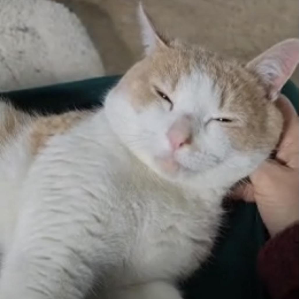 Pete, Adoptable, Young Male Domestic Short Hair & Domestic Short Hair.