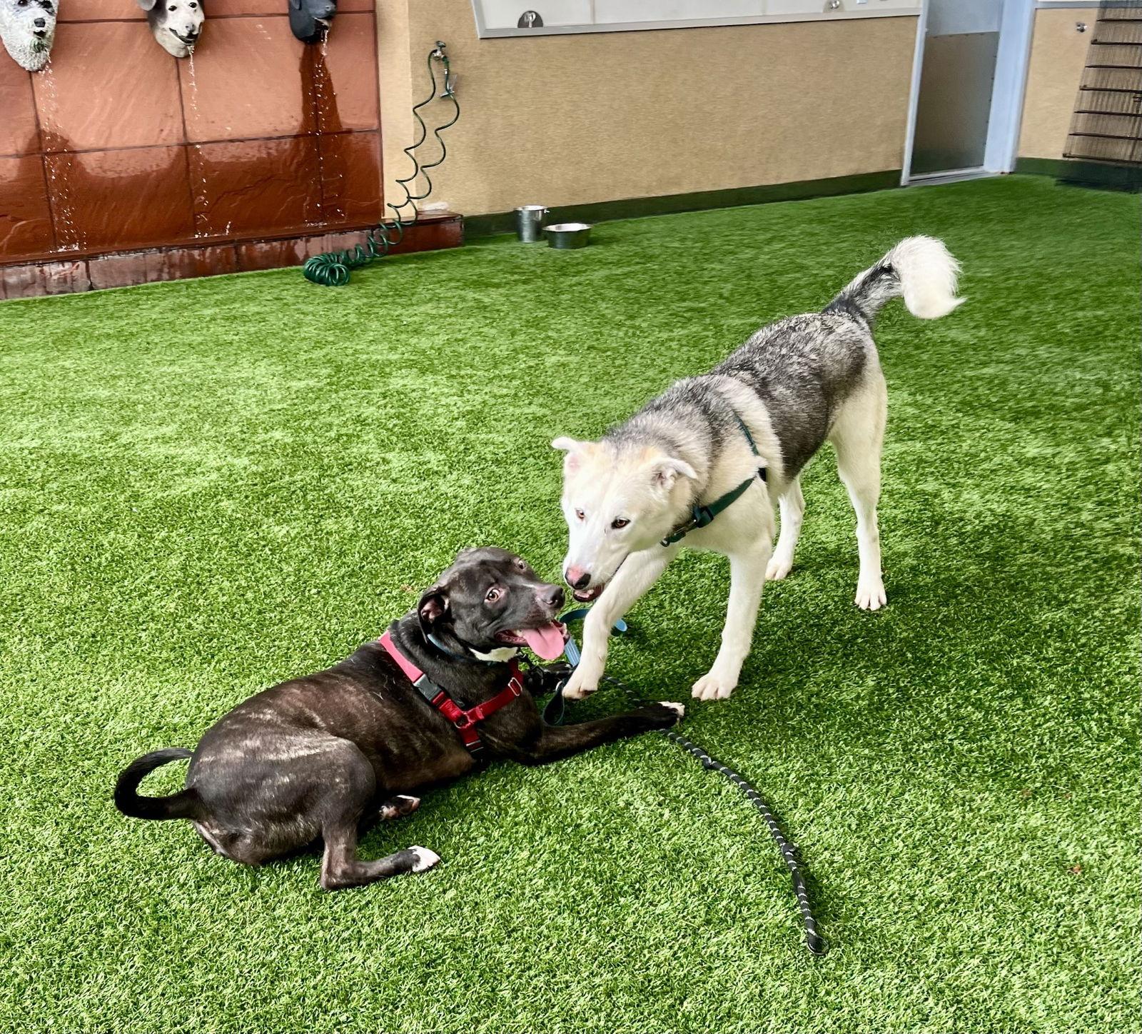 Lucky, Adoptable, Adult Male Pit Bull Terrier.