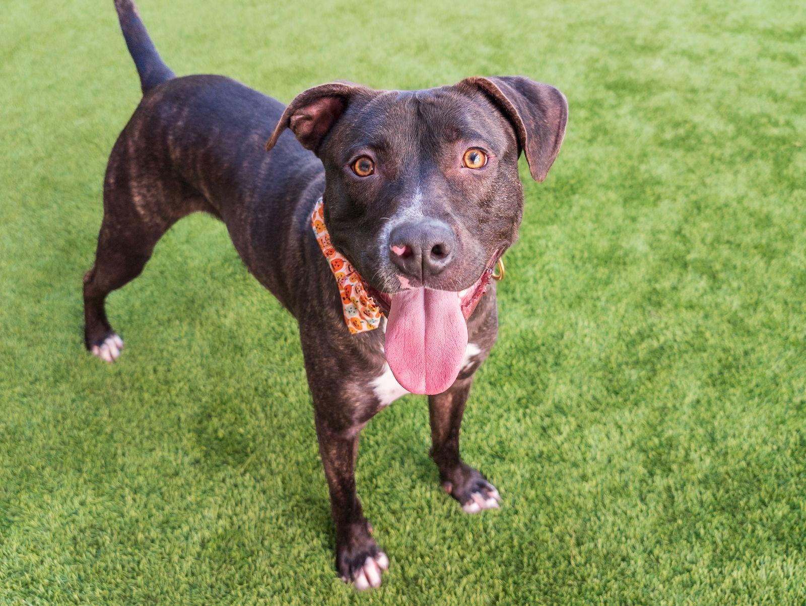 Lucky, a Adoptable Pit Bull Terrier in Burlingame, CA image 1/3