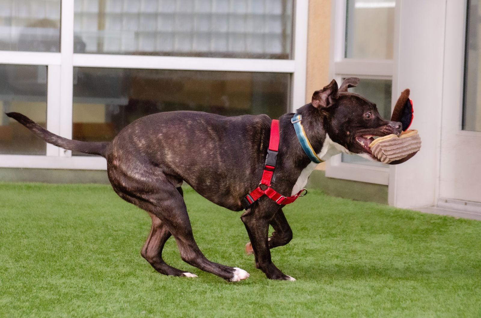 Lucky, a Adoptable Pit Bull Terrier in Burlingame, CA image 2/3