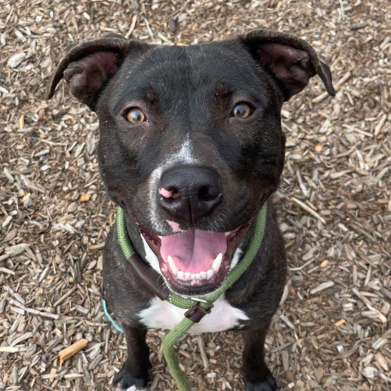 Lucky, a Adoptable Pit Bull Terrier in Burlingame, CA image 3/3