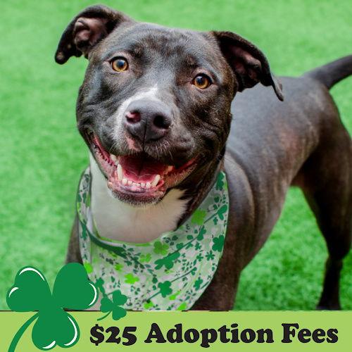 Lucky, a Adoptable Pit Bull Terrier in Burlingame, CA image 3/3