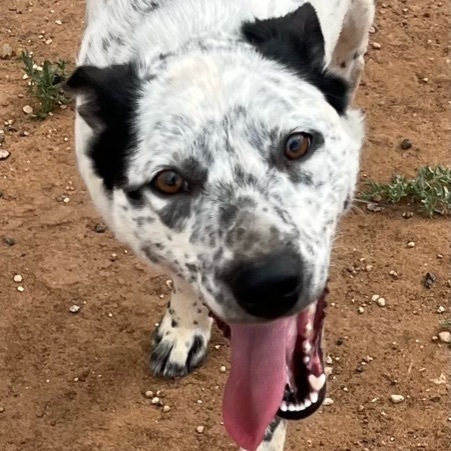 Festus, an adoptable Australian Cattle Dog / Blue Heeler in Canyon, TX_image-1