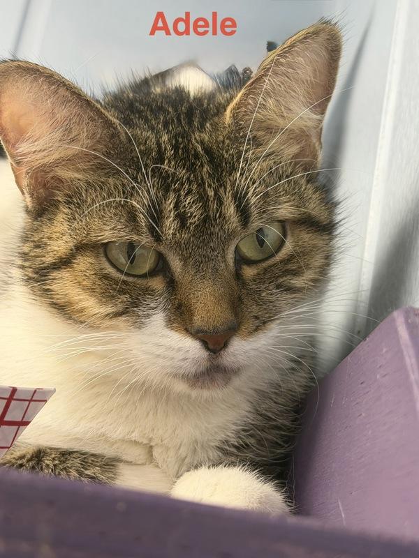 Adele, Adoptable, Adult Female Domestic Short Hair.