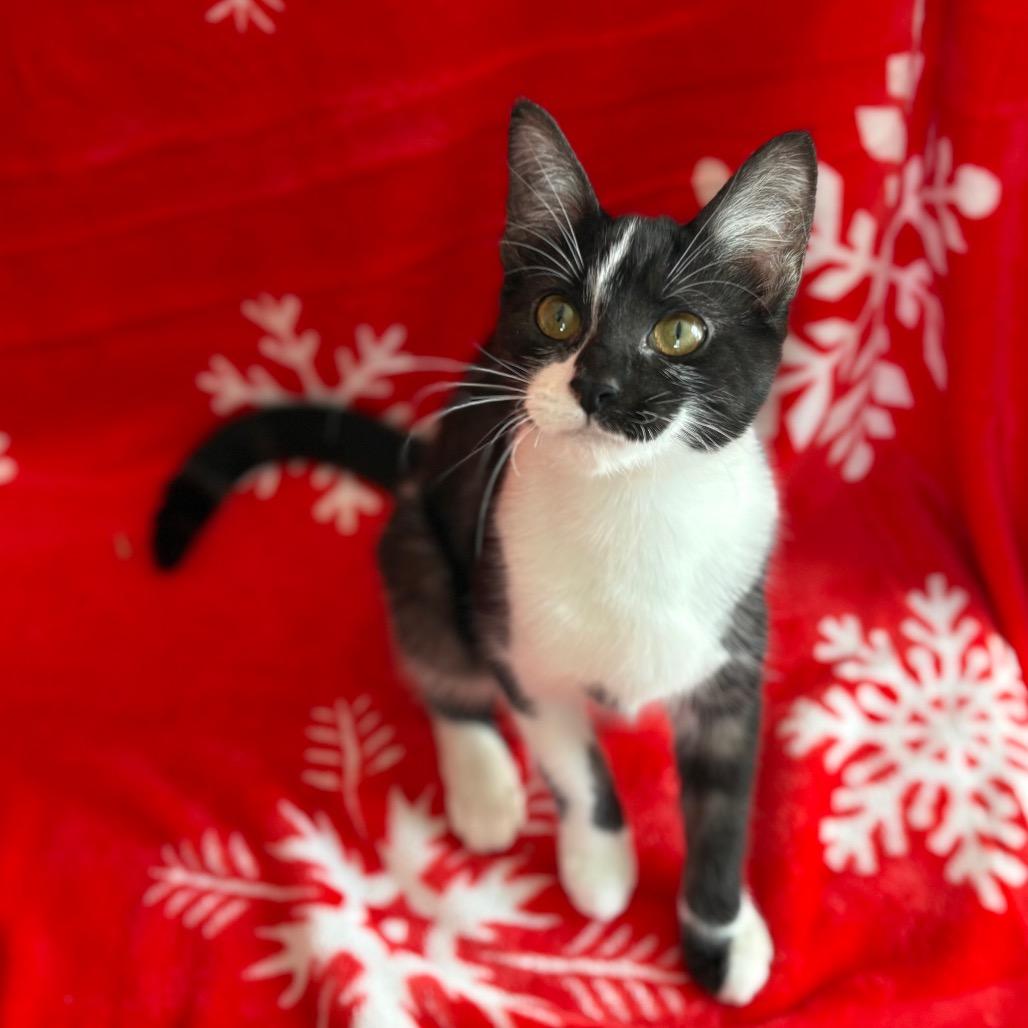 Sienna, Adoptable, Young Female Domestic Short Hair.
