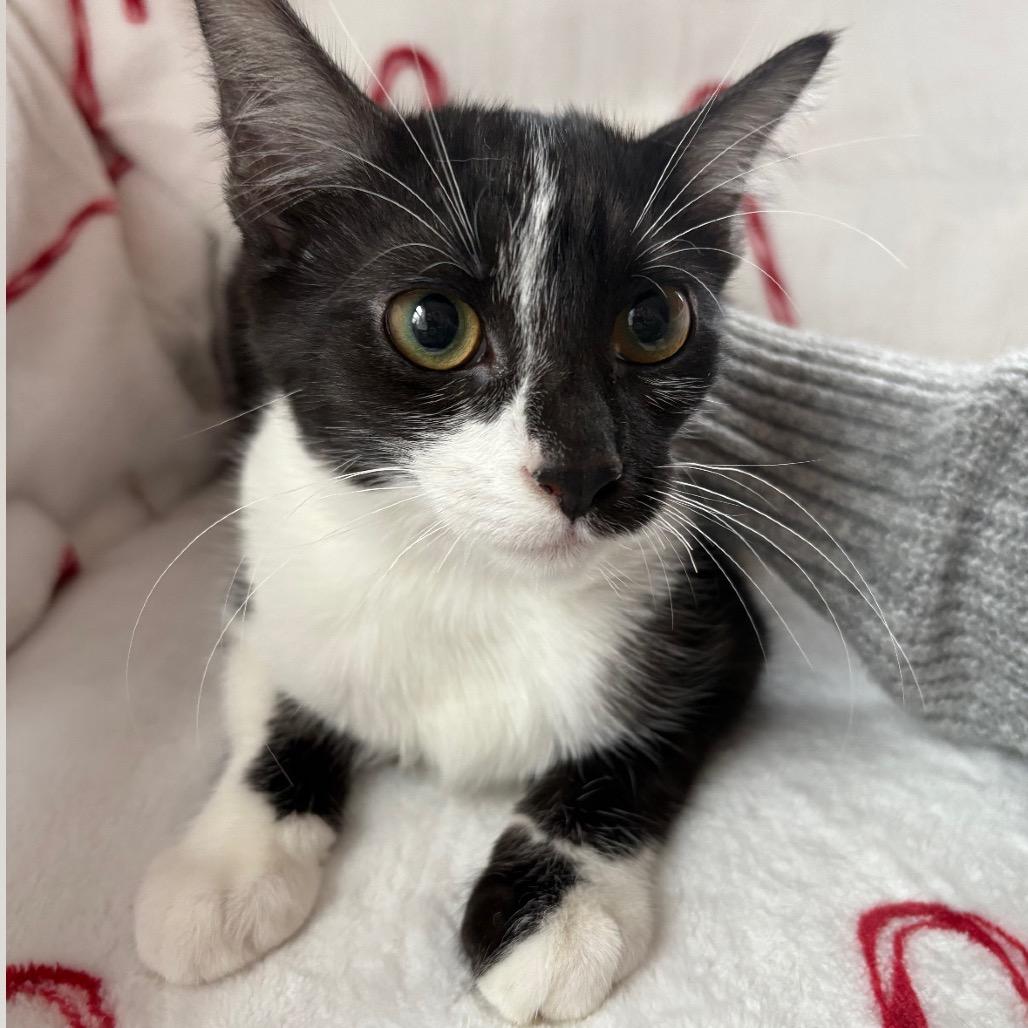 Enlarge Sienna, a Adoptable Domestic Short Hair in Lexington, KY image 2/5