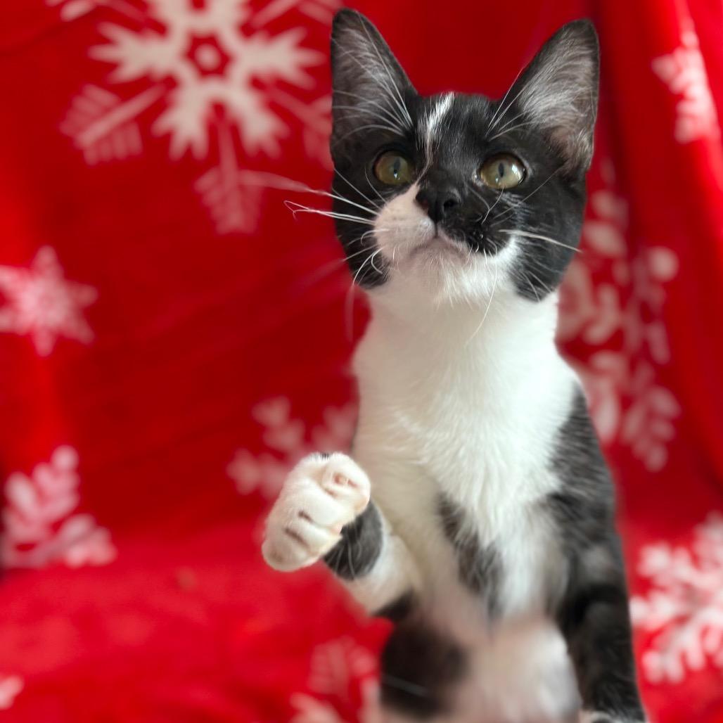 Enlarge Sienna, a Adoptable Domestic Short Hair in Lexington, KY image 3/5