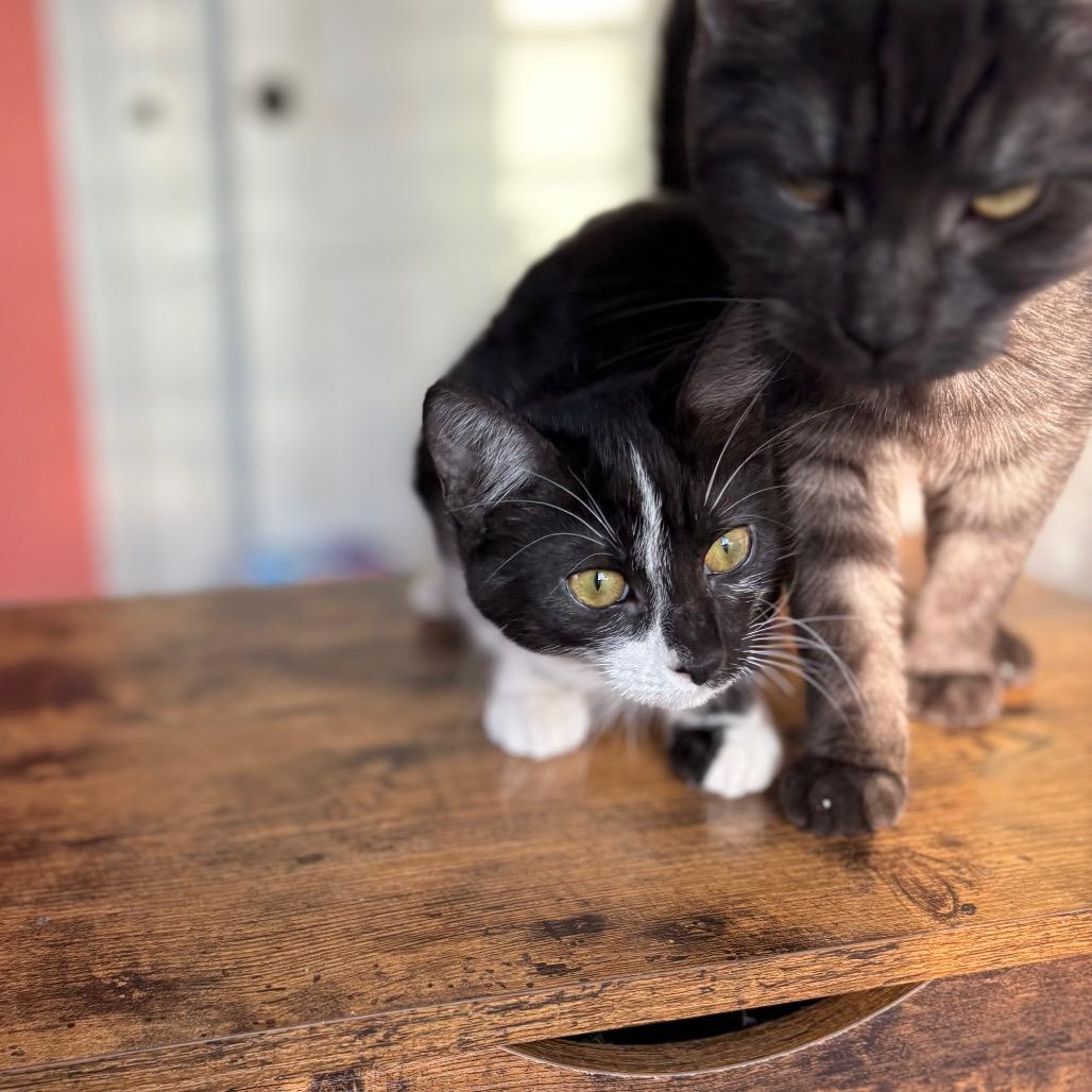 Enlarge Sienna, a Adoptable Domestic Short Hair in Lexington, KY image 3/6