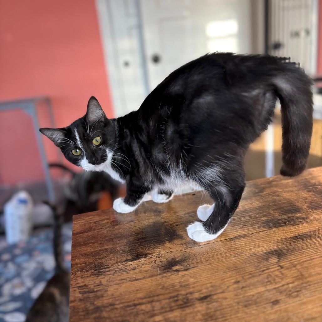 Enlarge Sienna, a Adoptable Domestic Short Hair in Lexington, KY image 4/6