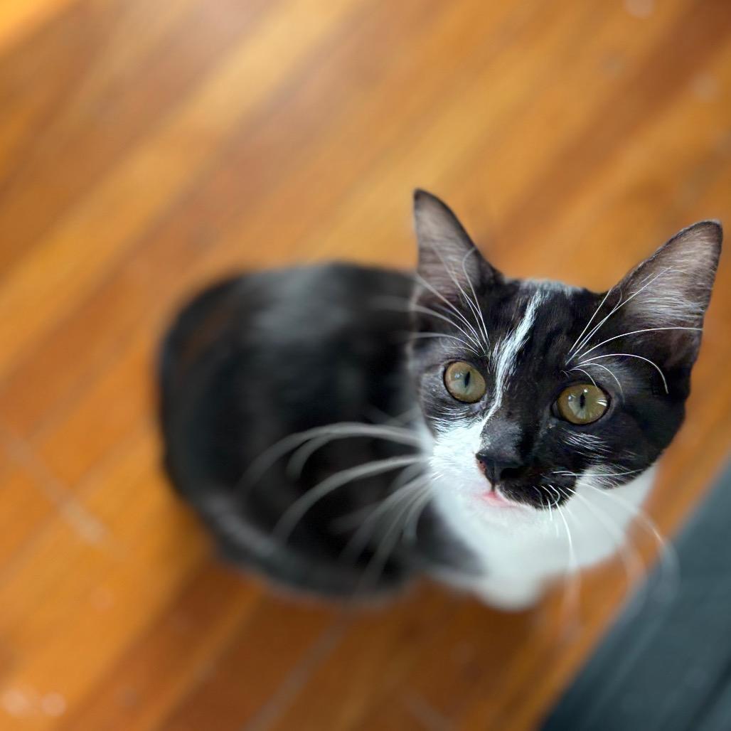 Enlarge Sienna, a Adoptable Domestic Short Hair in Lexington, KY image 5/5