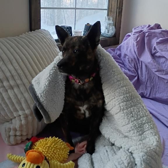 Moon, an adopted Mixed Breed in Clay City, KY image 3/5