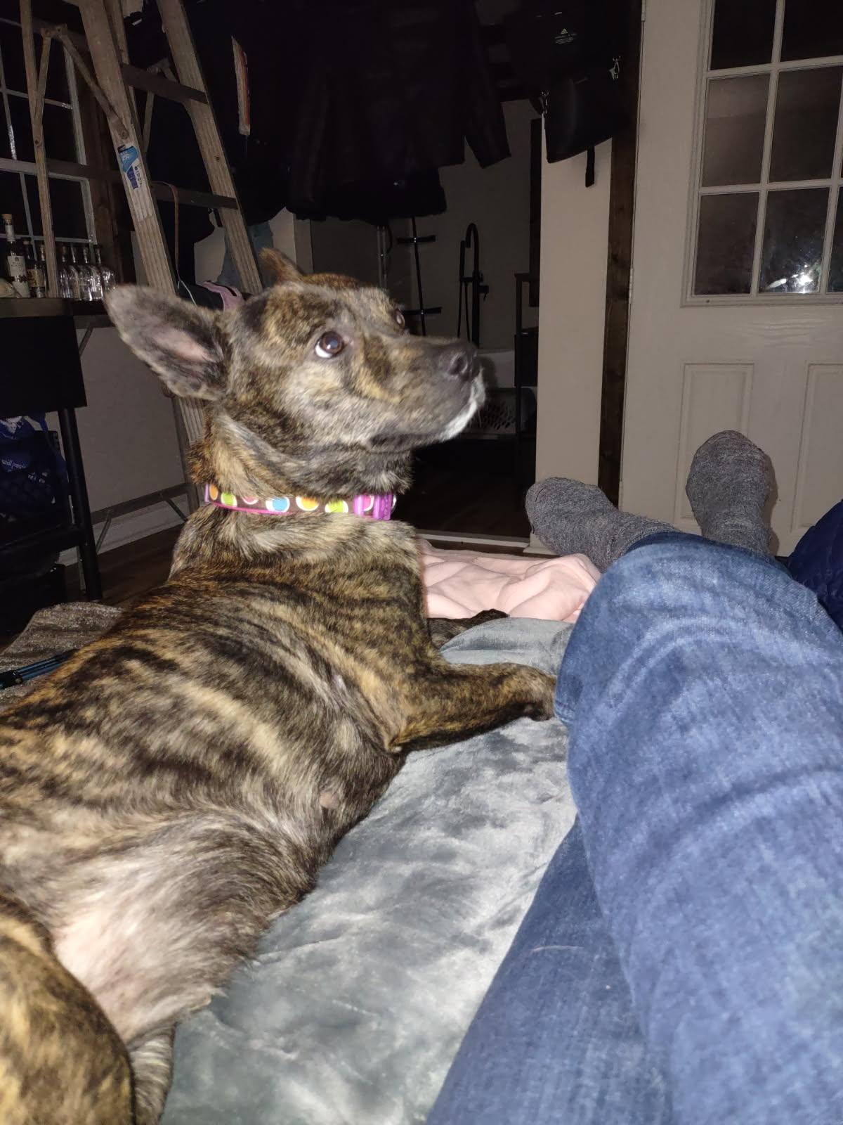 Moon, an adopted Mixed Breed in Clay City, KY image 2/5