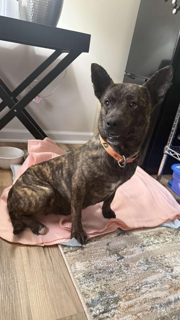 Moon, an adopted Mixed Breed in Clay City, KY image 5/5