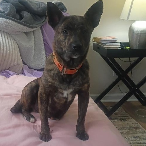 Moon, adopted, Adult Female Mixed Breed.