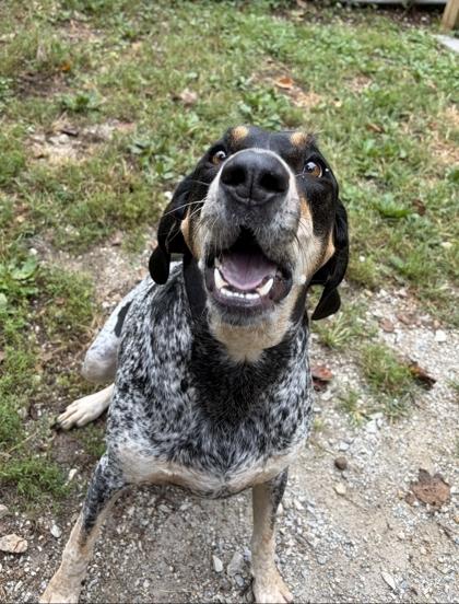Enlarge Tenne, a Adoptable Bluetick Coonhound in Lafayette, IN image 1/1