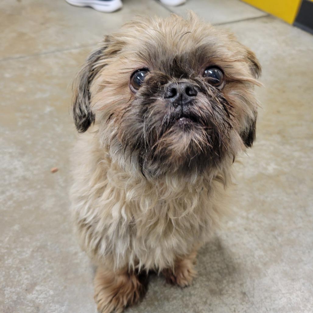 STRAY DOG "Bently", Adoptable, Senior Male Shih Tzu & Mixed Breed.