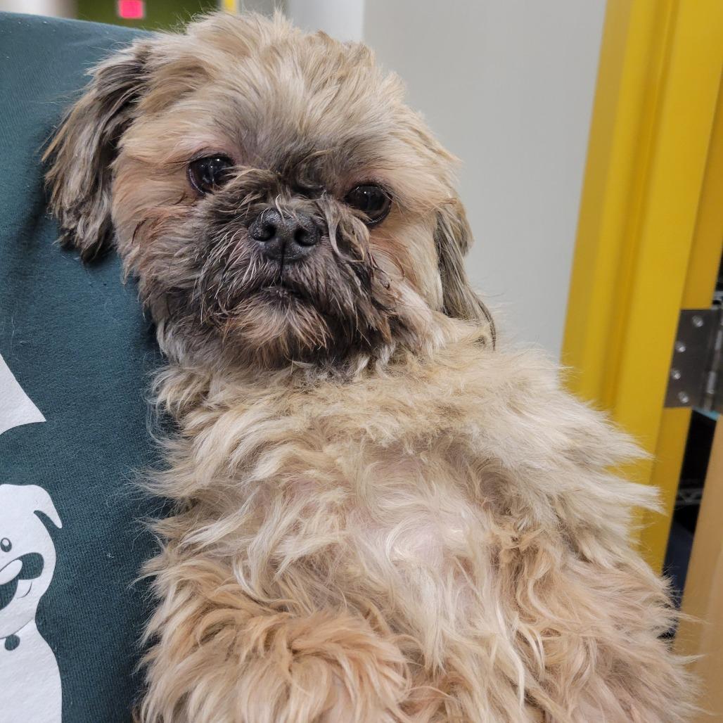 STRAY DOG "Bently", a Adoptable mixed breed in Saint Cloud, MN image 2/3