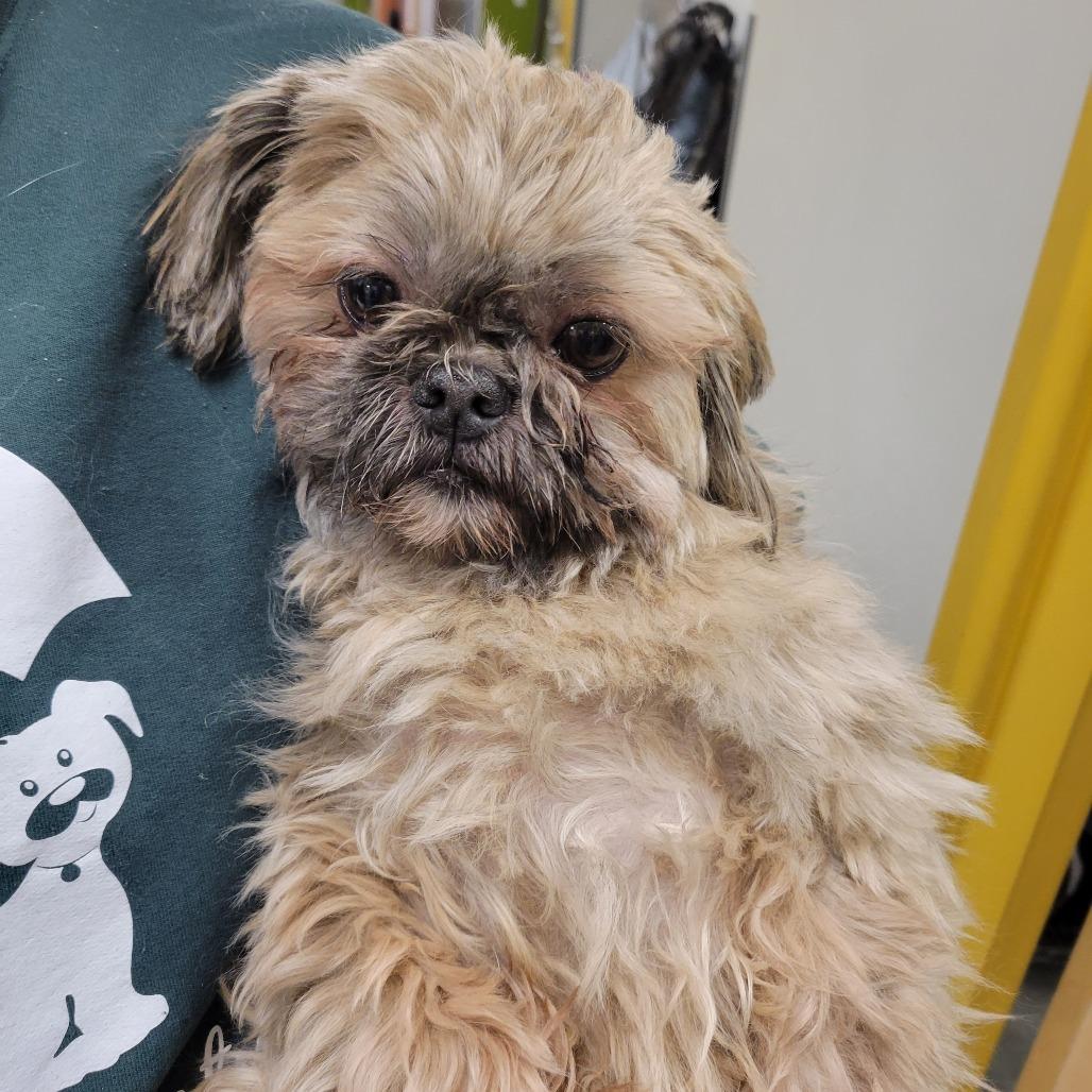 STRAY DOG "Bently", a Adoptable mixed breed in Saint Cloud, MN image 3/3