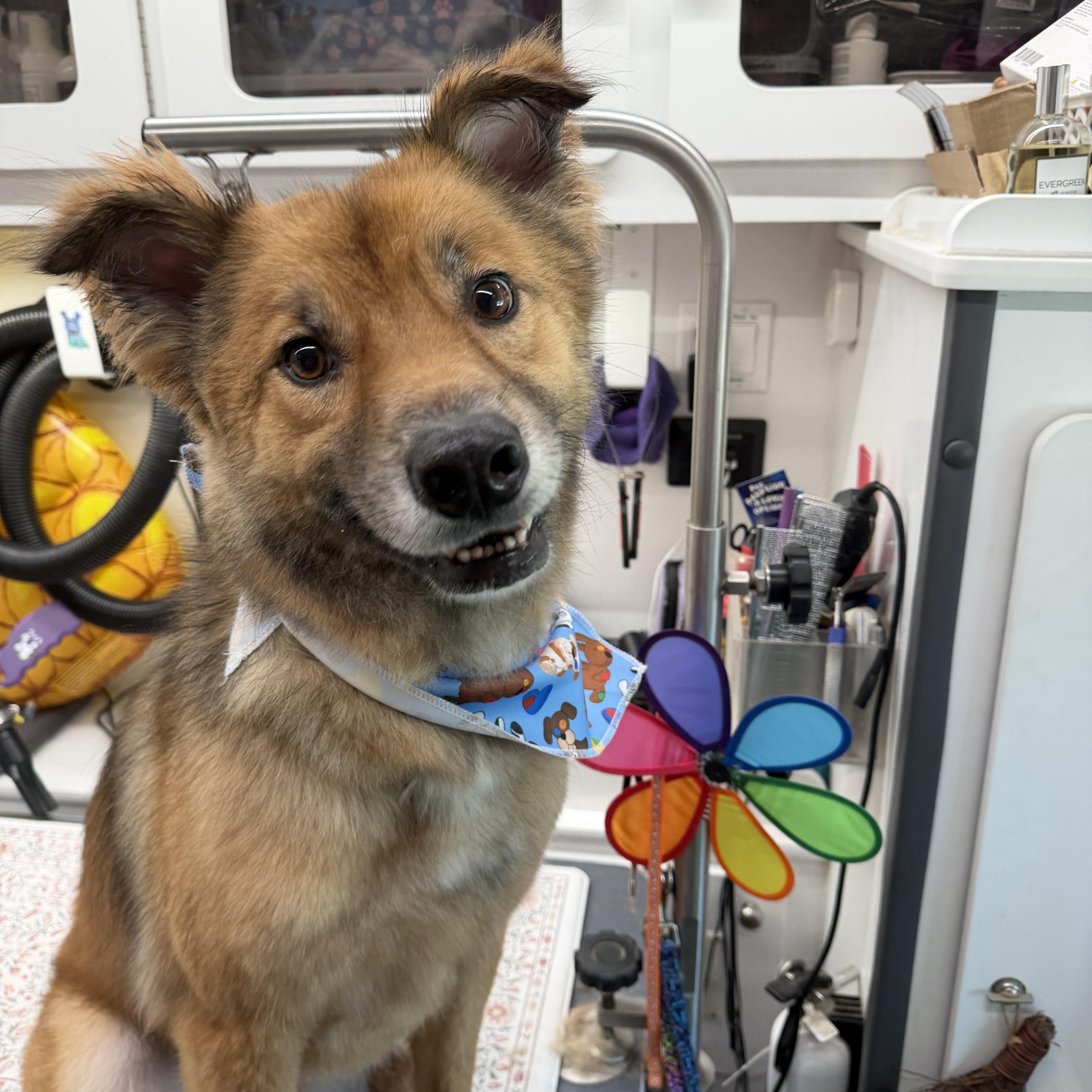 Limbo, Adoptable, Young Male Australian Shepherd & German Shepherd Dog.