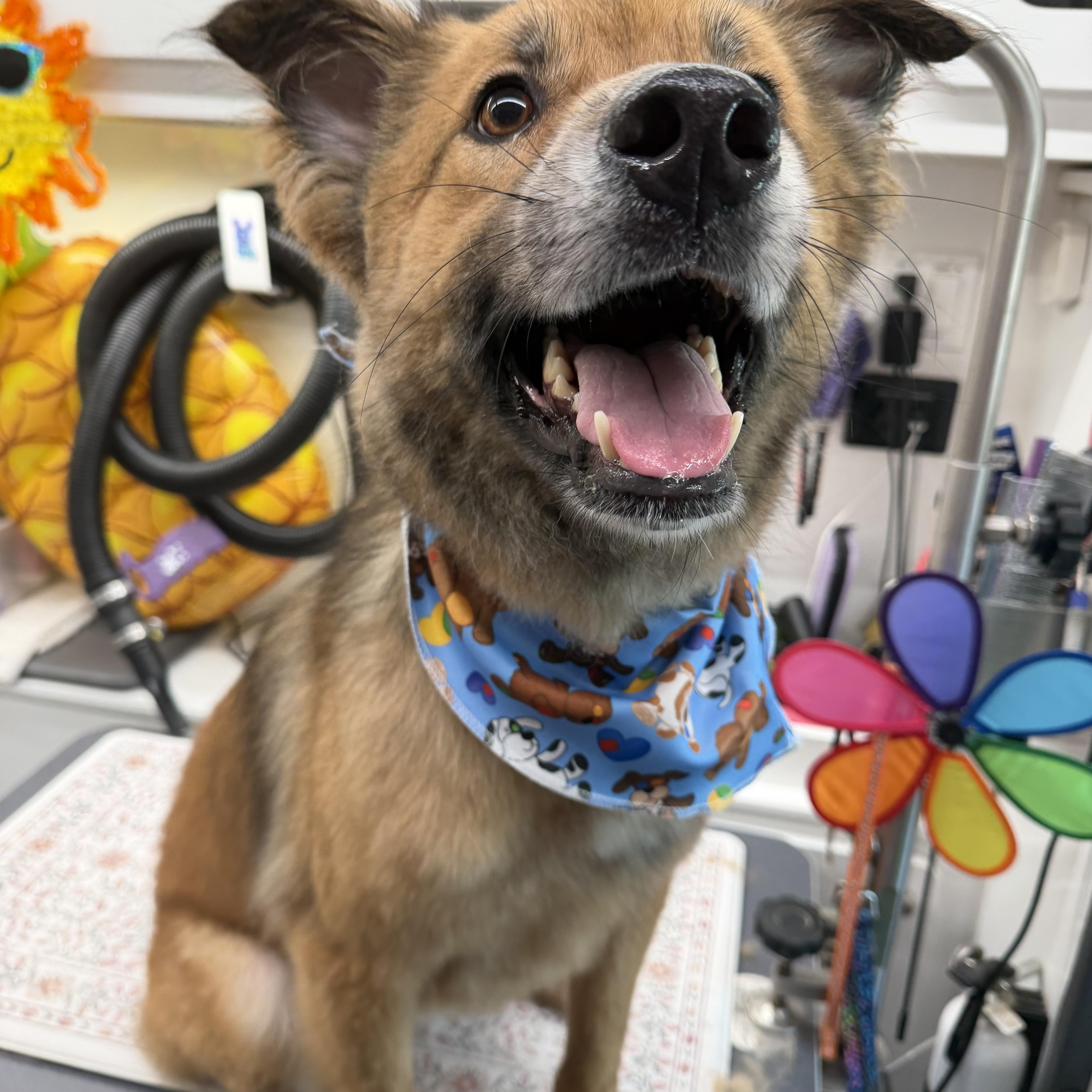 Limbo, a Adoptable mixed breed in Port Saint Lucie, FL image 3/3