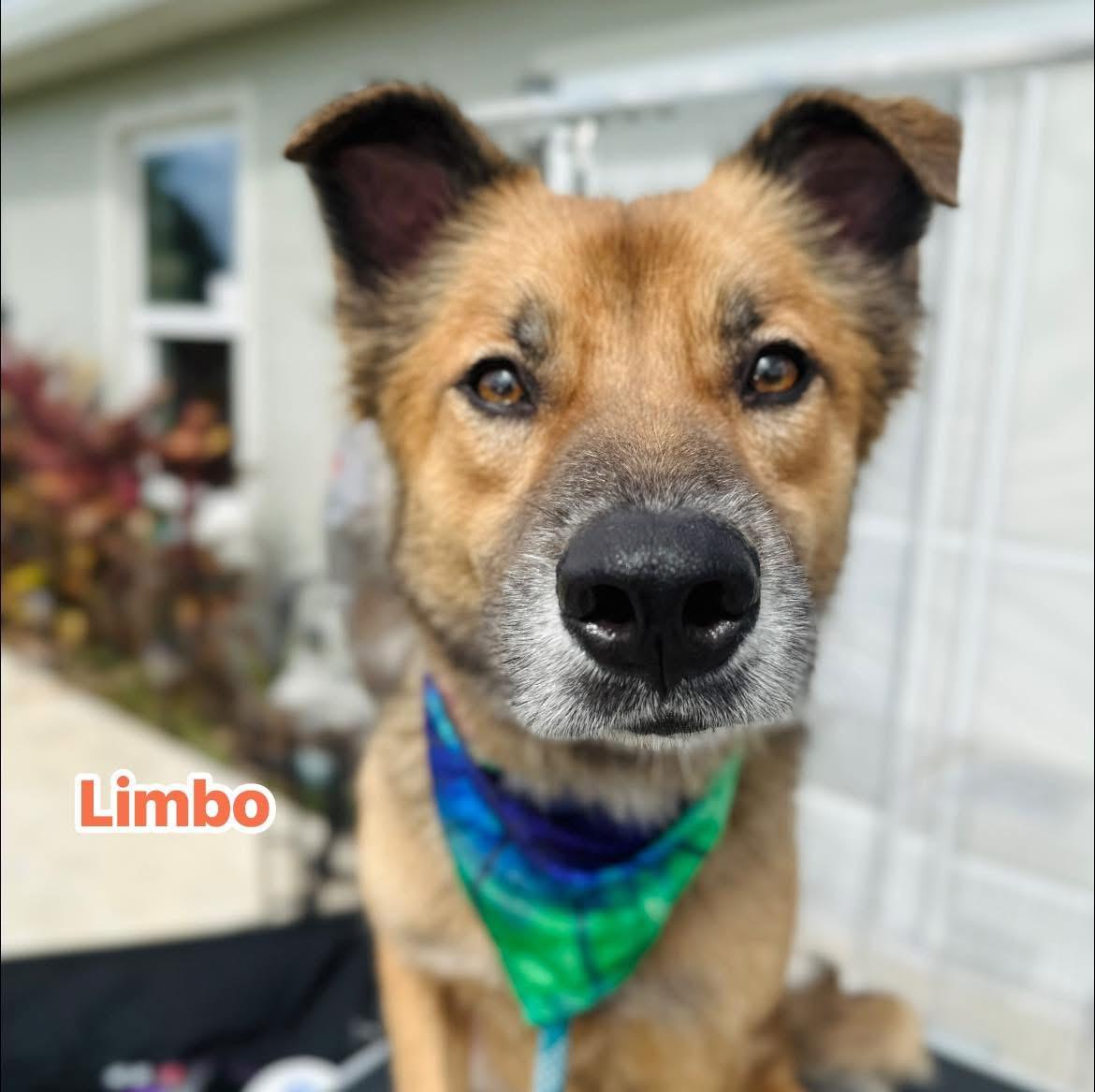 Limbo, a Adoptable mixed breed in Port Saint Lucie, FL image 2/3