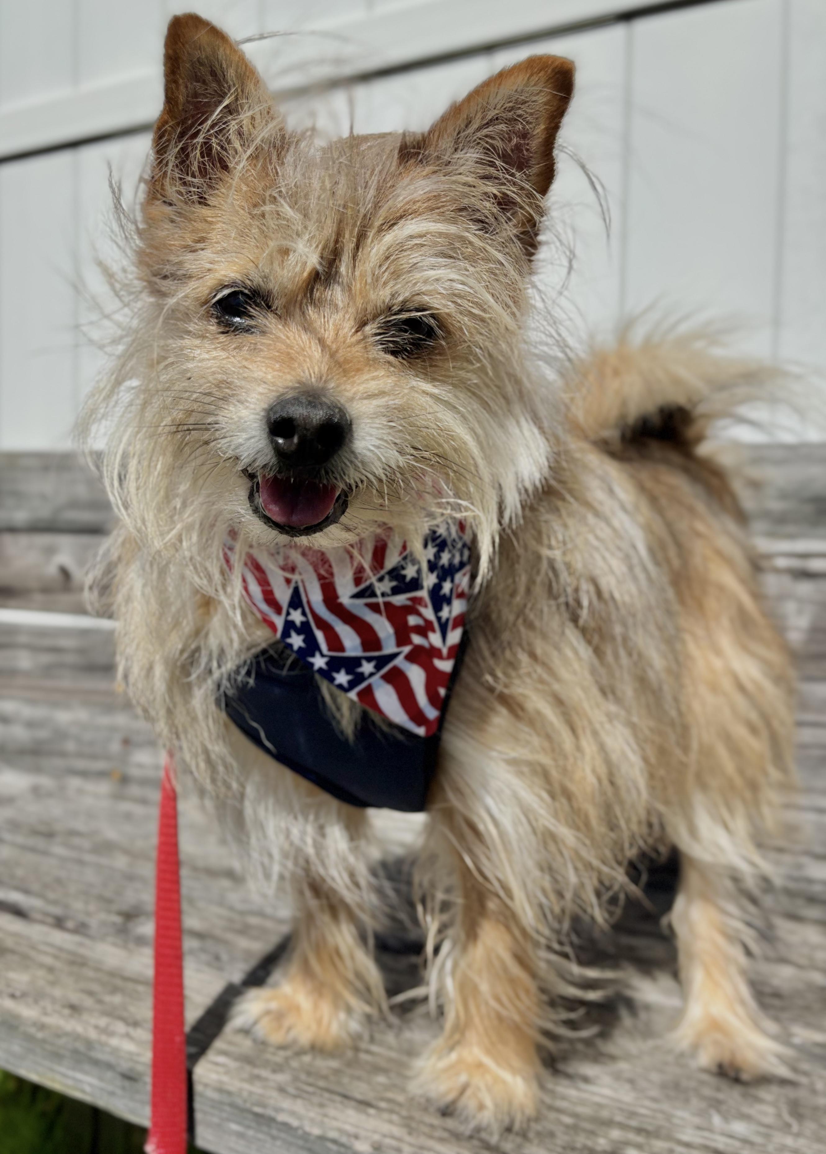 Enlarge Cedric, a Adoptable mixed breed in Edgewood, MD image 3/6