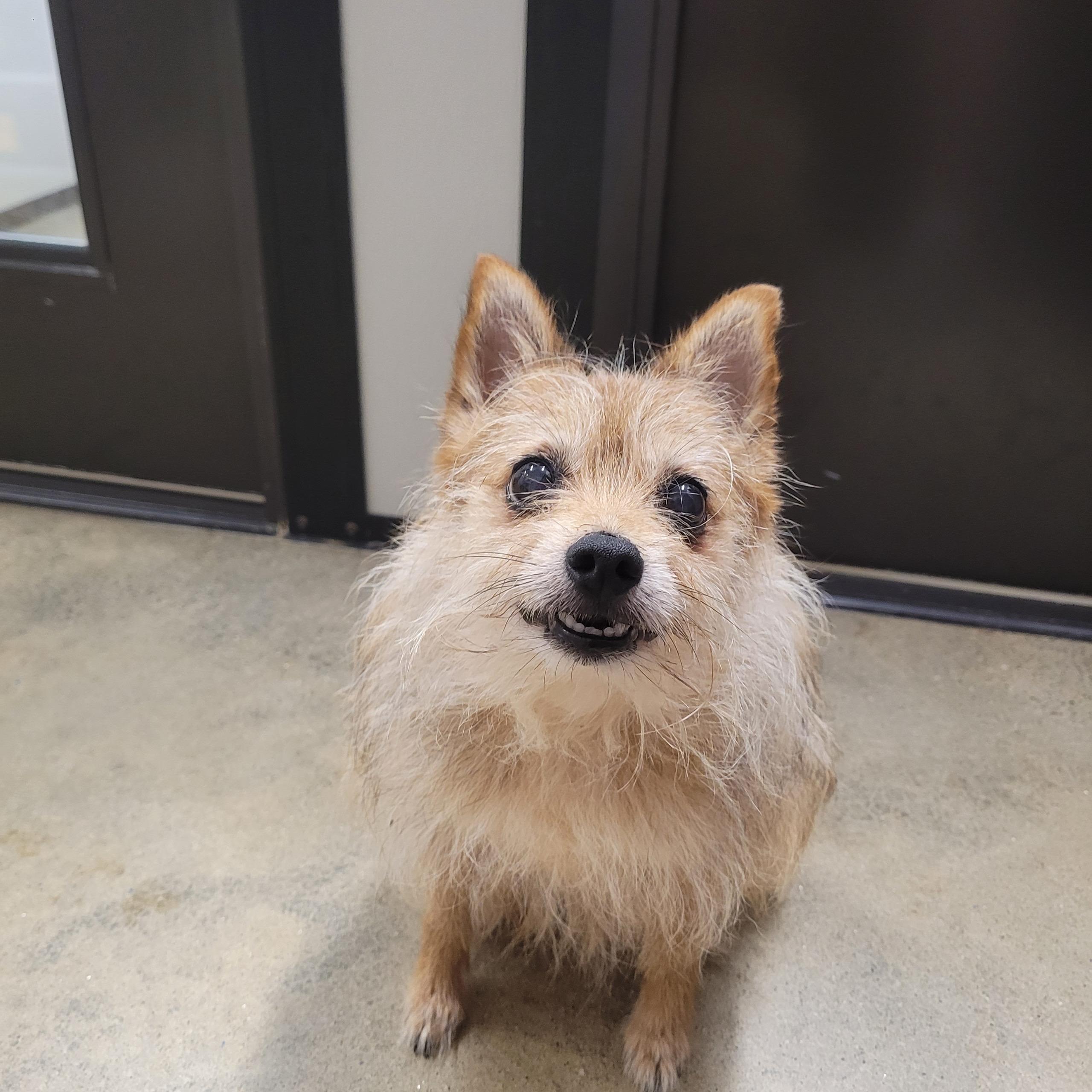 Cedric, a Adoptable mixed breed in Edgewood, MD image 5/5
