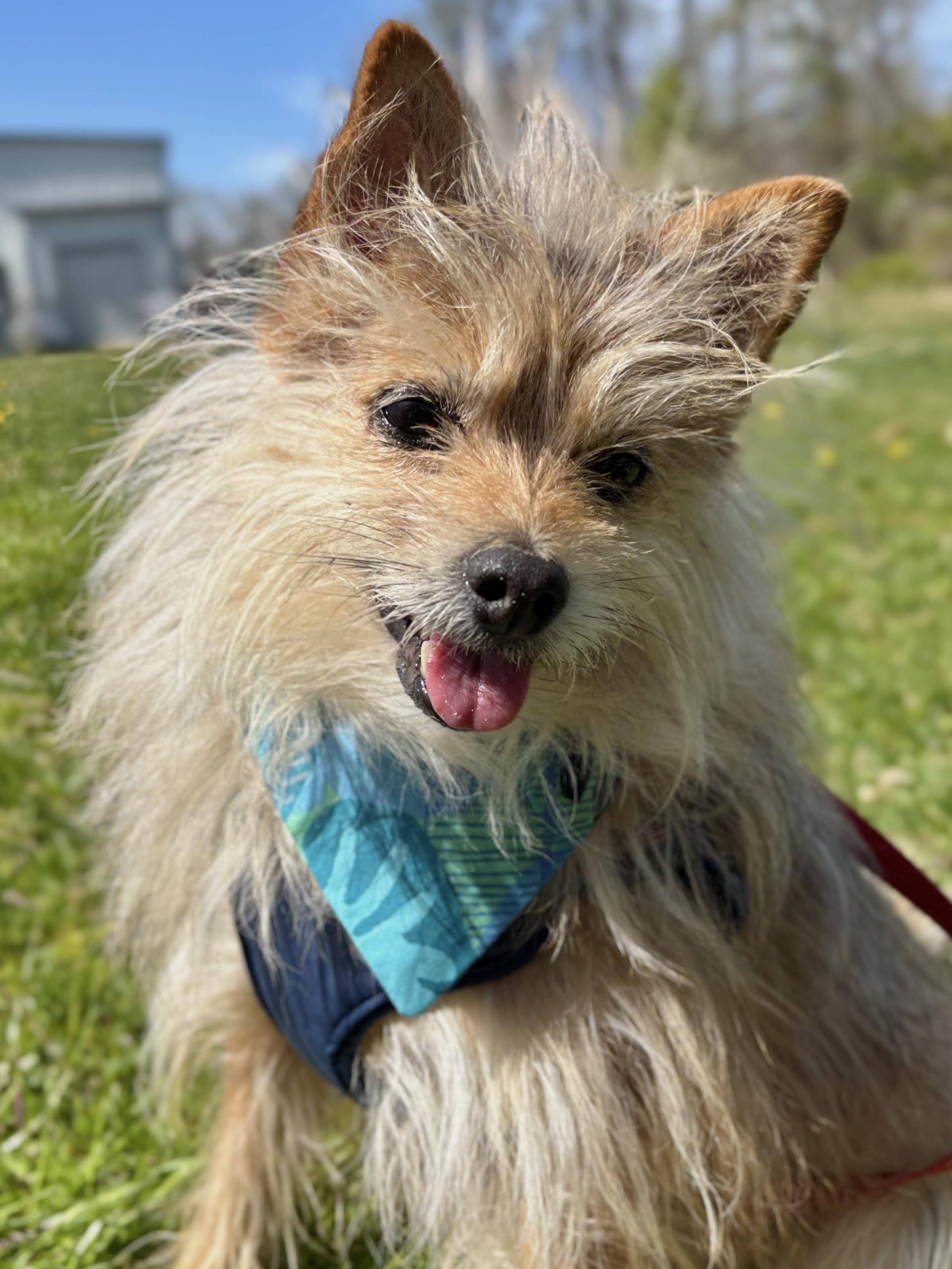 Enlarge Cedric, a Adoptable mixed breed in Edgewood, MD image 1/6