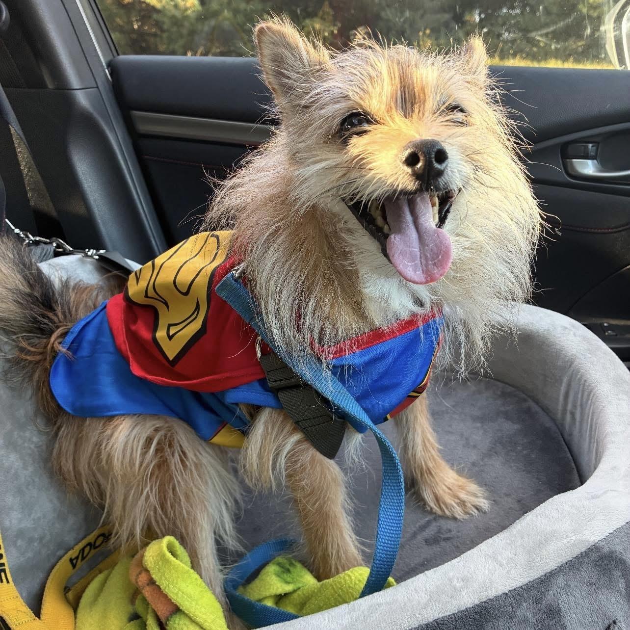 Enlarge Cedric, a Adoptable mixed breed in Edgewood, MD image 6/6