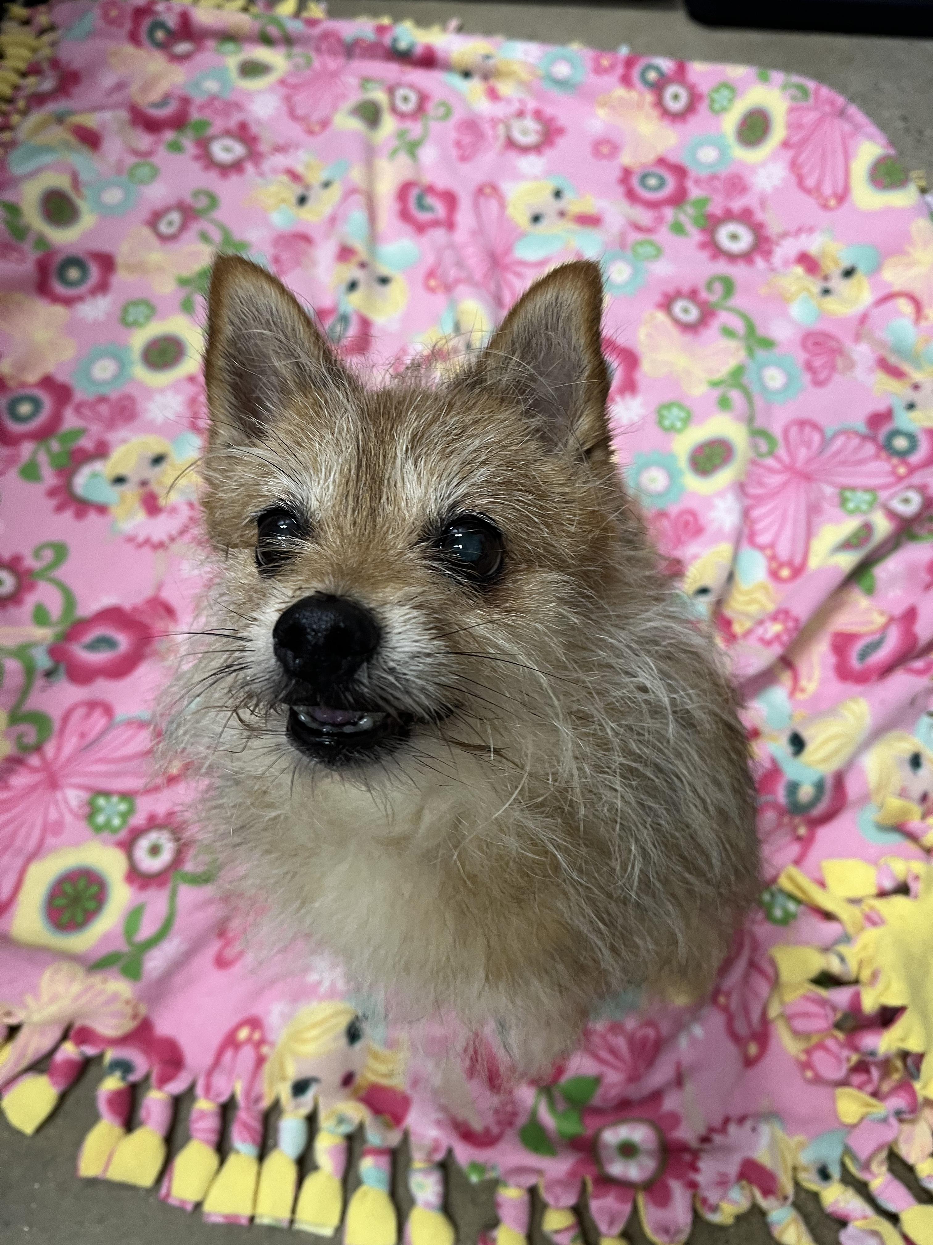 Cedric, a Adoptable mixed breed in Edgewood, MD image 1/5