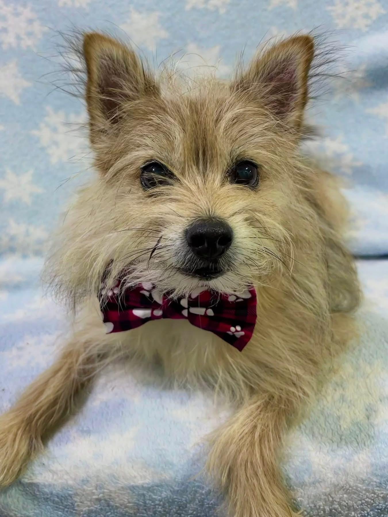 Cedric, Adoptable, Adult Male Terrier.