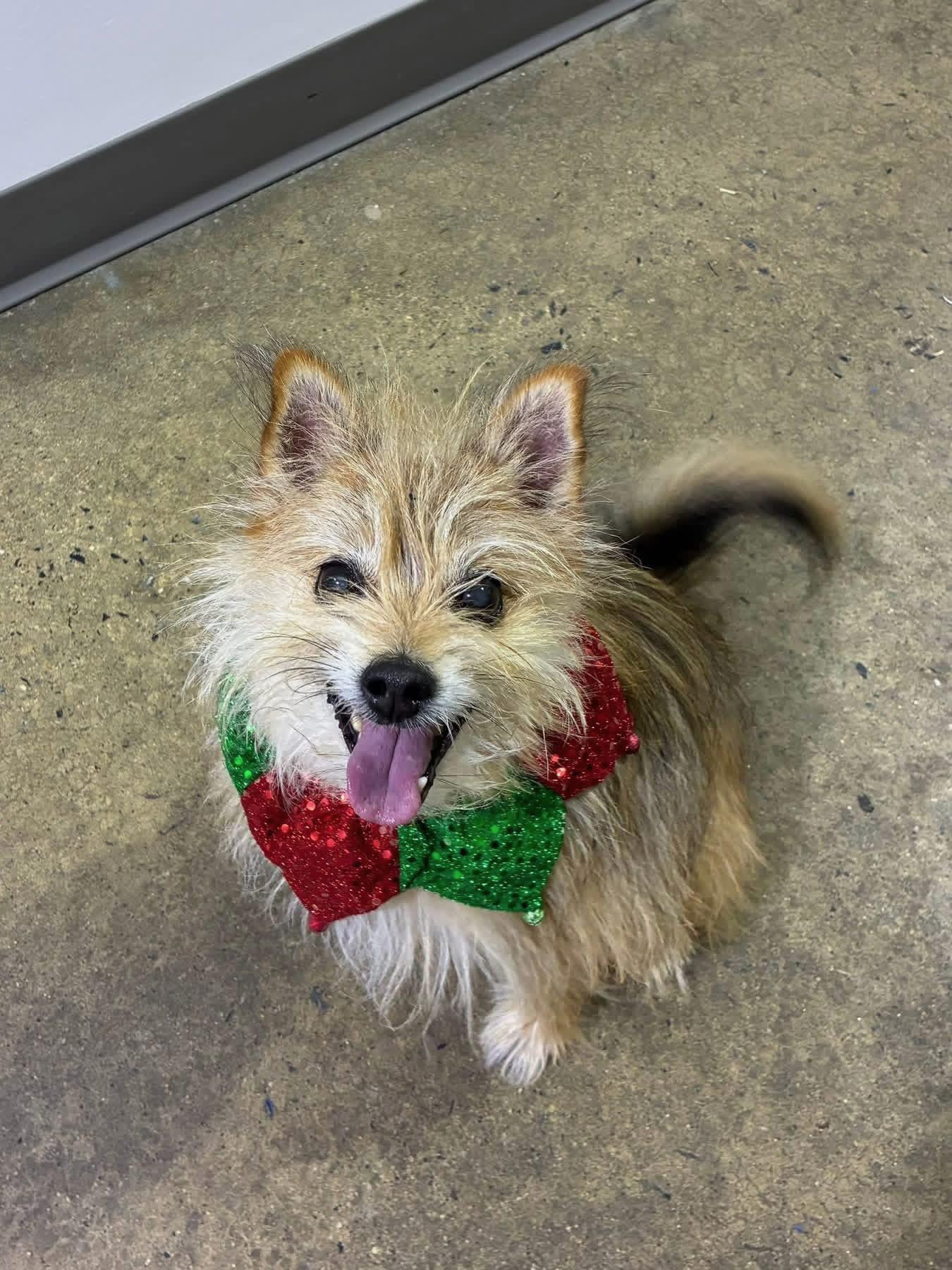 Cedric, a Adoptable mixed breed in Edgewood, MD image 6/6
