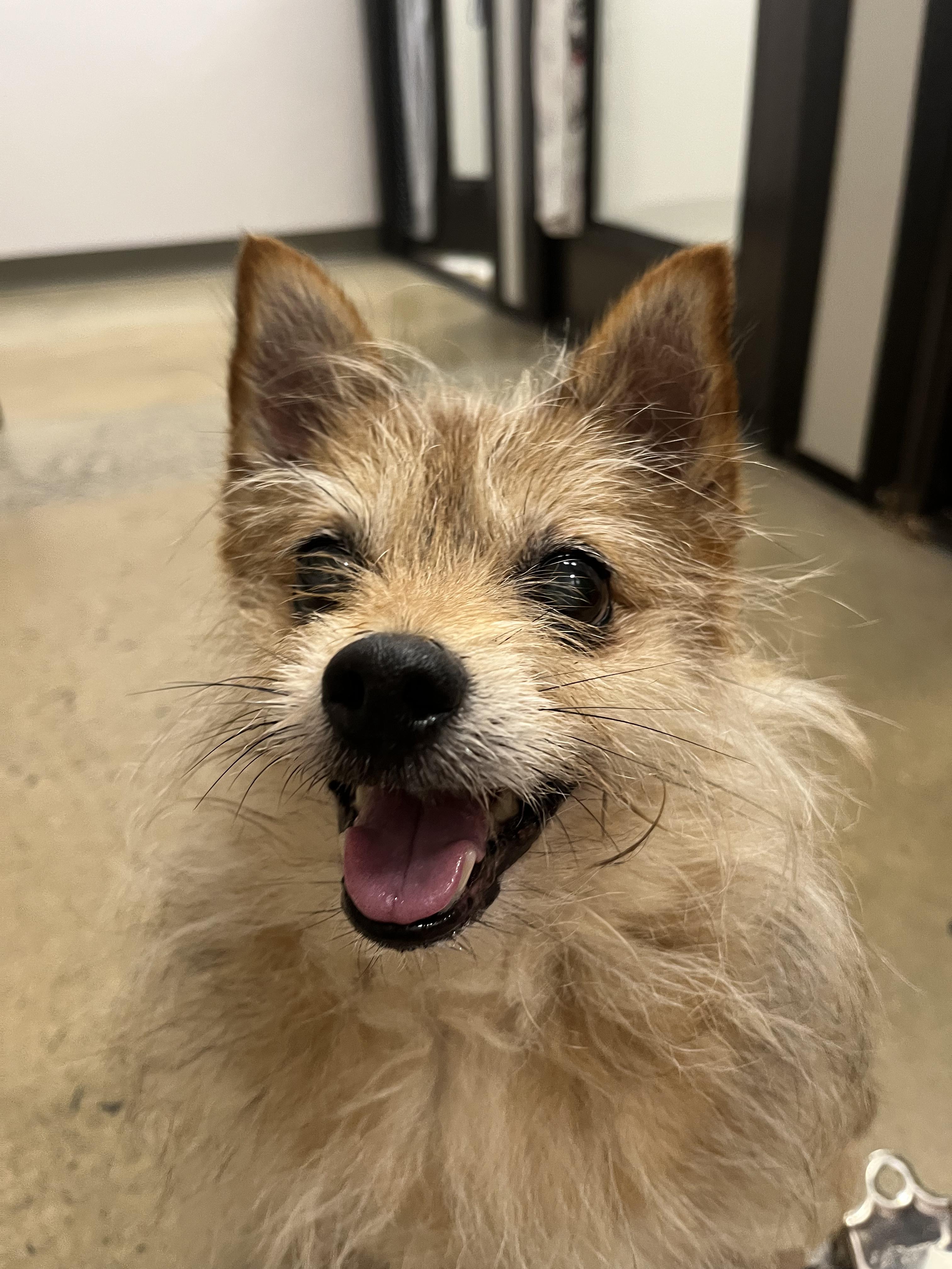 Cedric, a Adoptable mixed breed in Edgewood, MD image 4/5