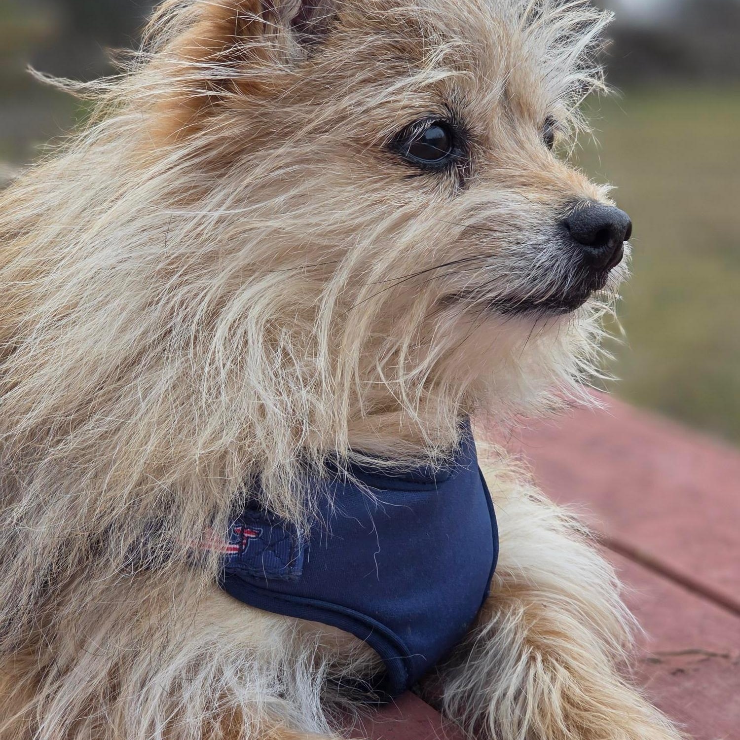 Enlarge Cedric, a Adoptable mixed breed in Edgewood, MD image 2/6