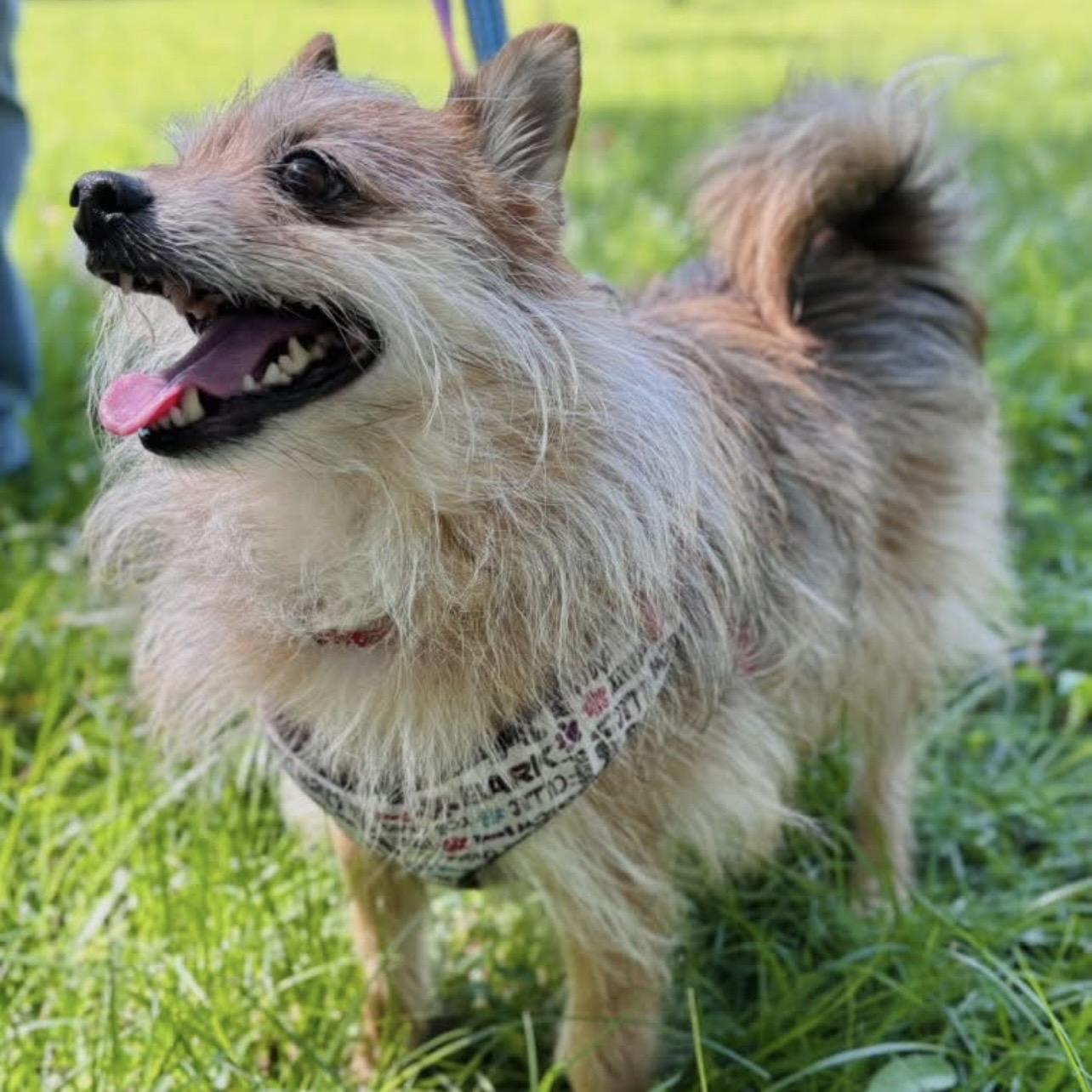 Enlarge Cedric, a Adoptable mixed breed in Edgewood, MD image 2/6