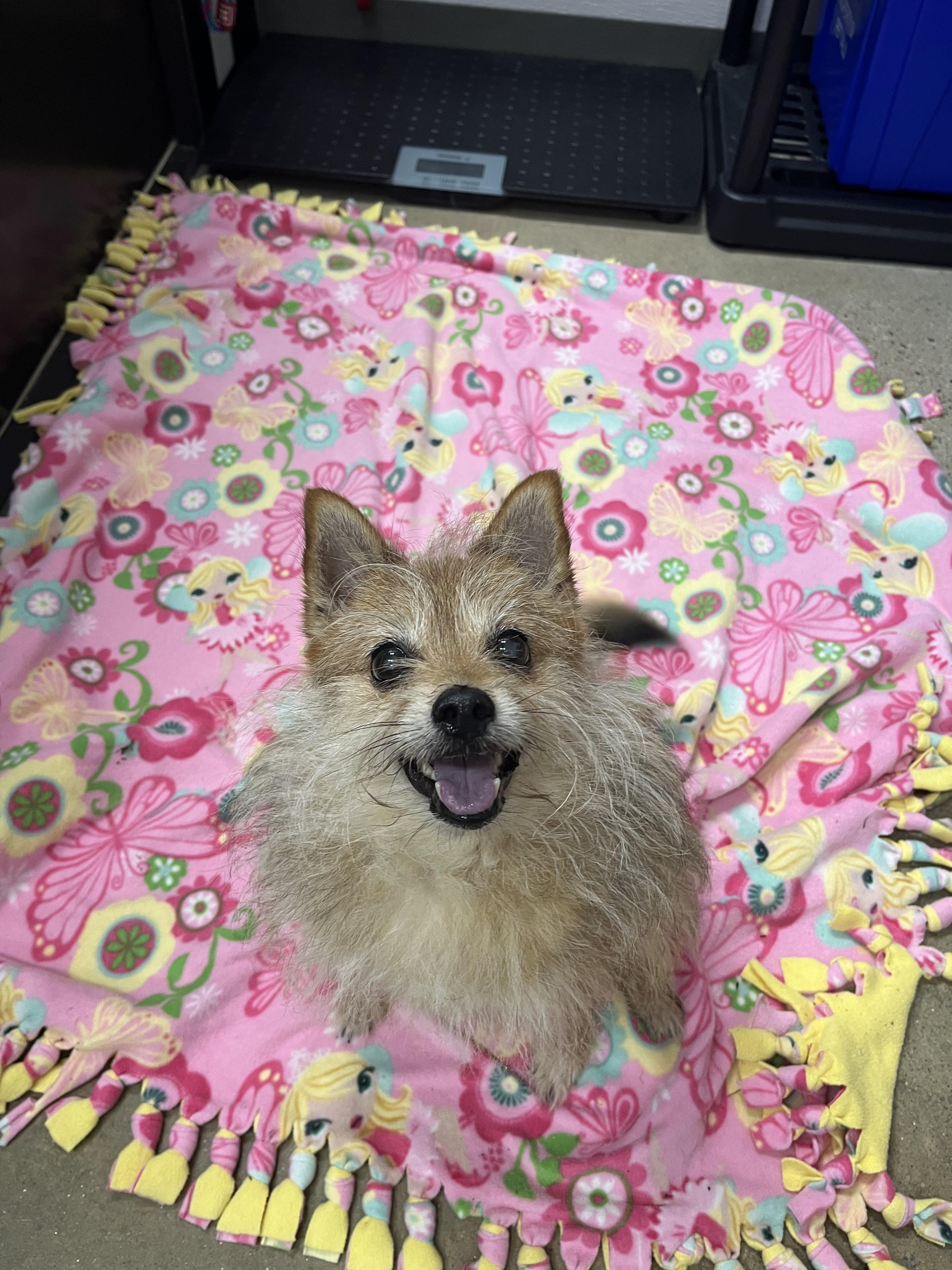 Cedric, a Adoptable mixed breed in Edgewood, MD image 3/5