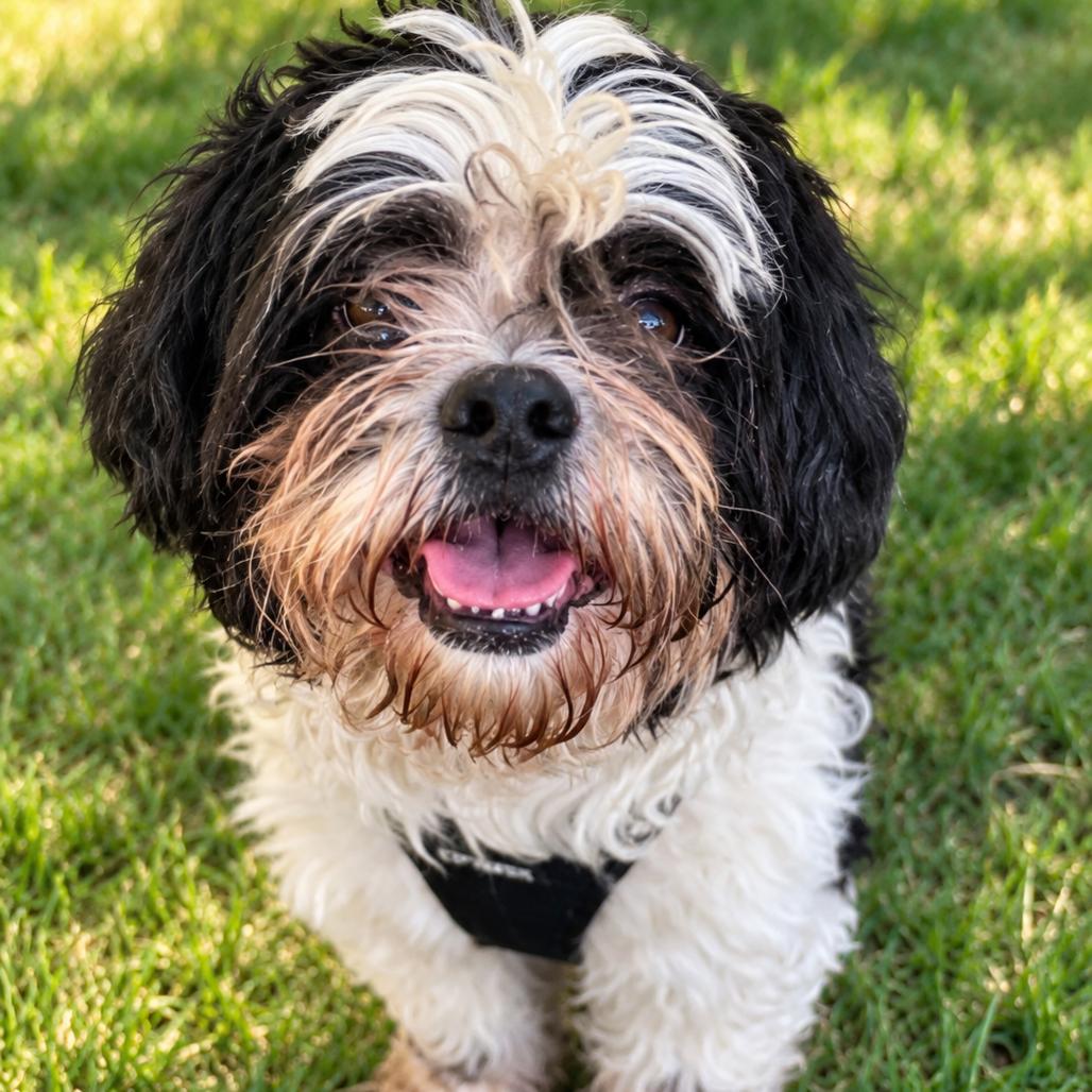 Ziggy, Adoptable, Adult Male Shih Tzu.